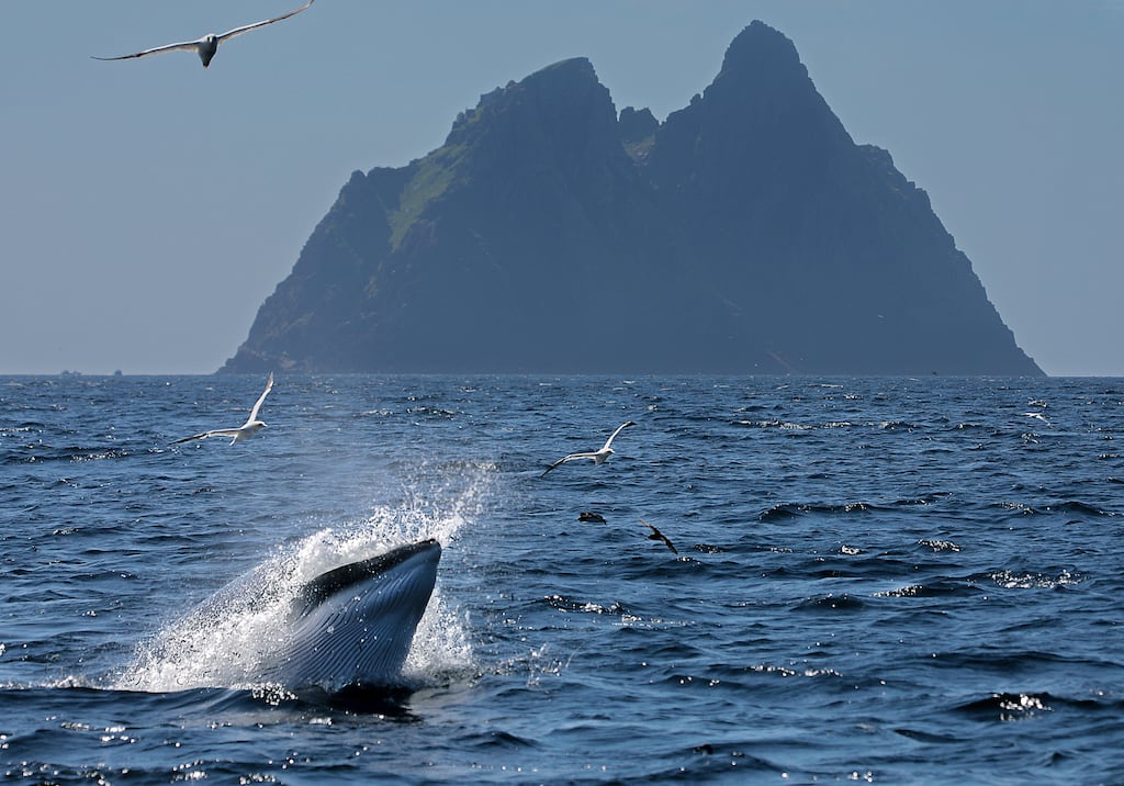The Greater Skellig Coast, with its high whale populations, has been designated a 'Hope Spot' - though it only makes up 1.37 per cent of Ireland's total marine areas. Photograph: Valerie O'Sullivan