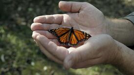 Nobody has a right to happiness