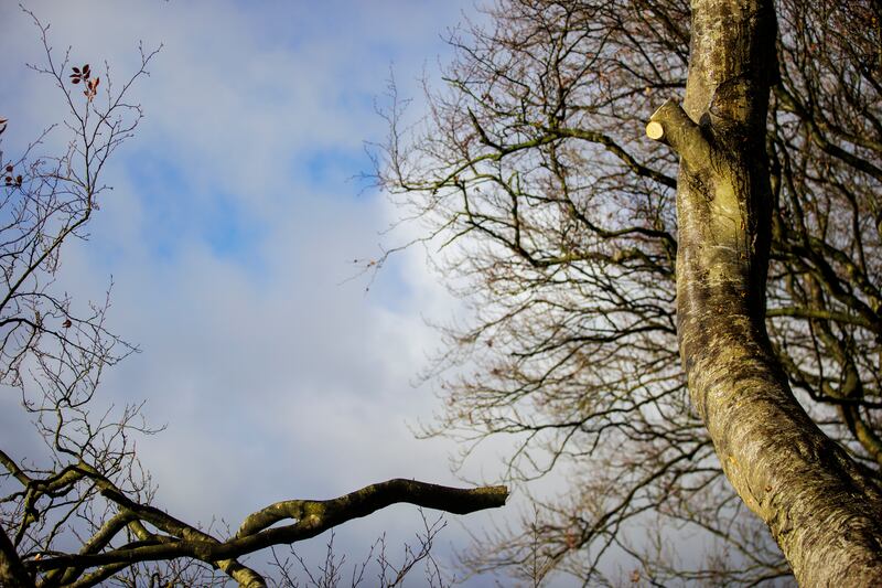 A trimmed tree at the Dark Hedges as orkmen begin the operation to remove a number of trees. Photograph: Liam McBurney/PA