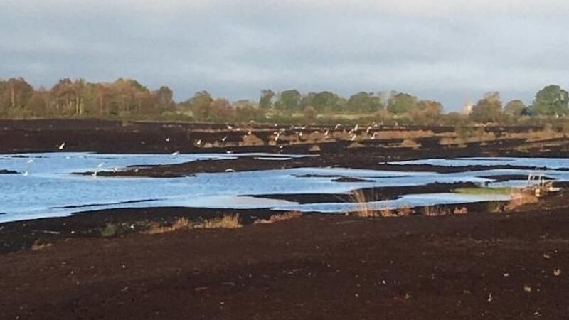 Hundreds of seagulls roost nightly on the flooded peat fields adjacent to the now closed Littleton briquette factory