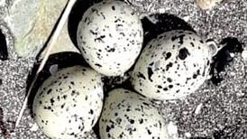 What is this large insect that landed in our garden? Readers’ nature queries