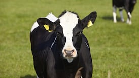 Meat factories say farmers’ protest is ‘misguided’