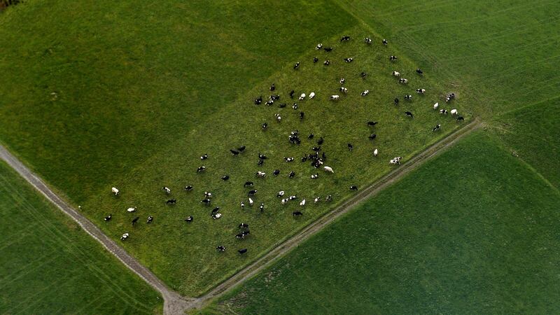 Eating beef from cows raised on grass, as in Ireland, has greater health benefits than from cows fed concentrates. Photograph: David Sleator