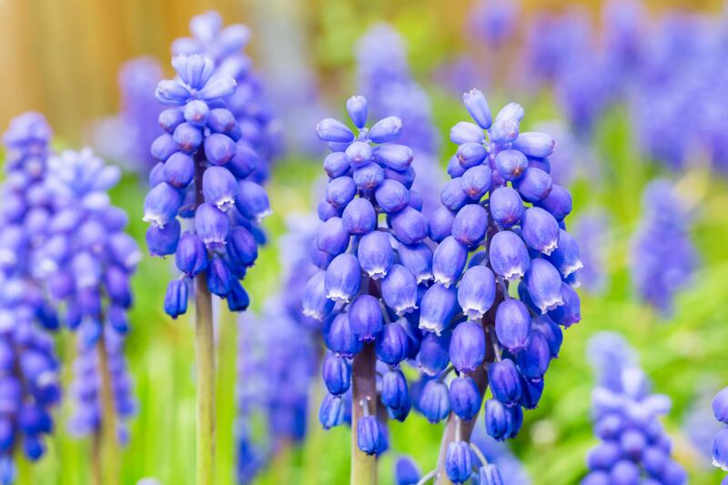 Hyacinths.
