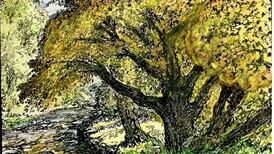 Small woods of native trees are beautiful but ecologically dodgy