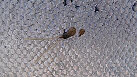 Apology over sea lice and salmon claim