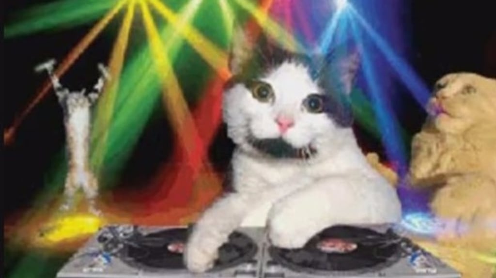 Gifs: they’re the cat’s pyjamas. Photograph: Giphy