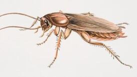 Cockroach ‘milk’ could be the superfood of the future