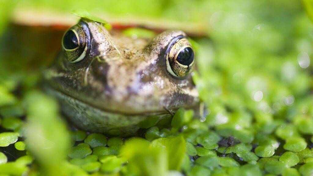 Light-coloured green or yellow frogs herald dry conditions.
