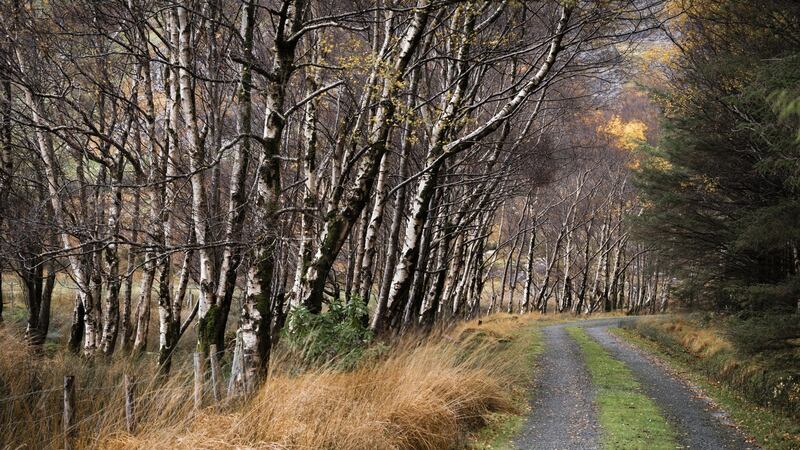 Silver birch trees are frequently found in parks, gardens and along roadsides. Photograph: Getty Images