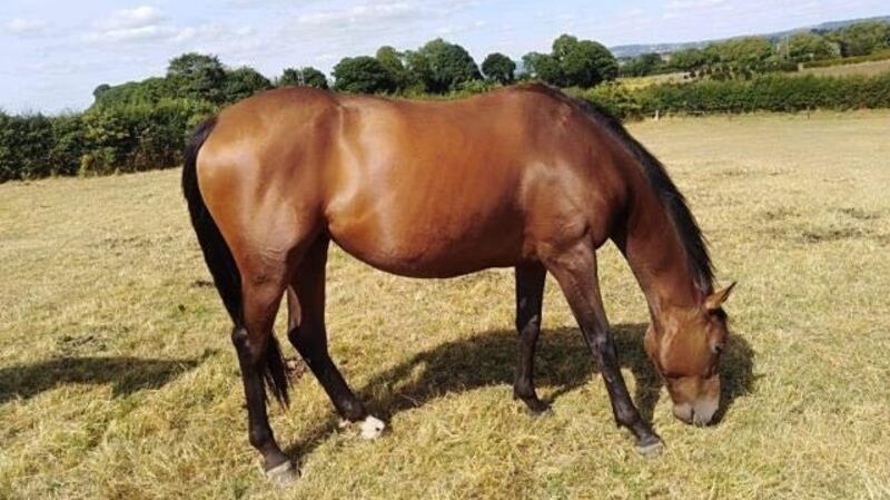 My Lovely Horse Rescue, who found the animals, have nursed the thoroughbred War Celeste back to fine health.