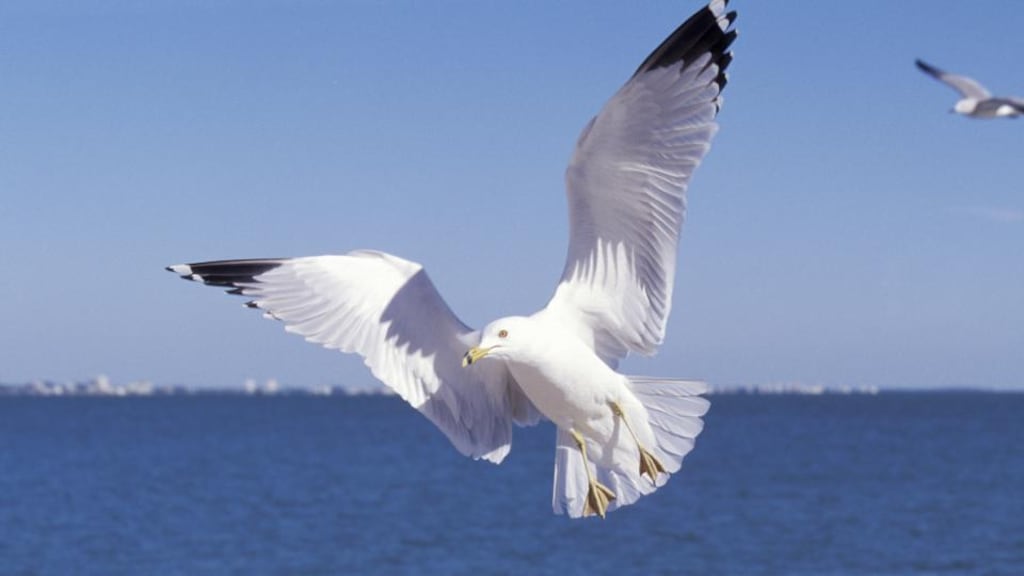 ‘Seagulls are often extraordinarily beautiful to the human eye, both in flight and up close and personal.’ Photograph: Getty Images