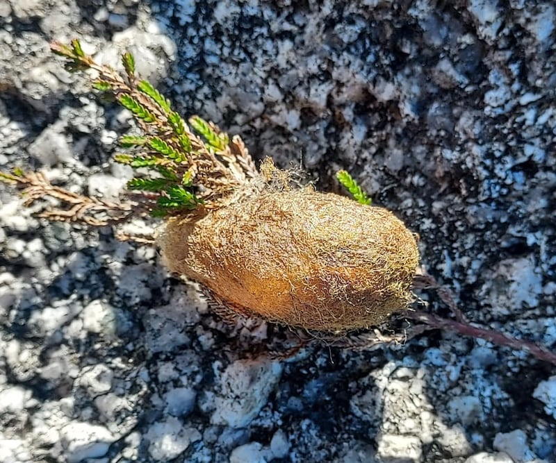 Pupa of the emperor moth. Photograph: Tom Fuller
