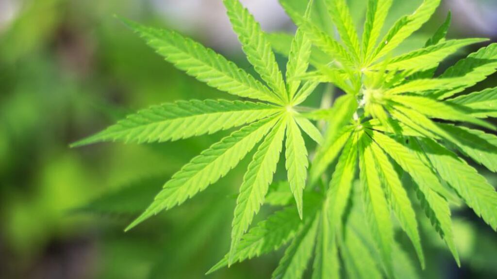 Carol Crone (61) and Ronald Moore (55) were arrested after police called at their Seaforde home in Co Down on an unrelated matter and noticed a strong smell of herbal cannabis