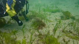 Blue carbon habitats are valued for rich biodiversity and carbon storage