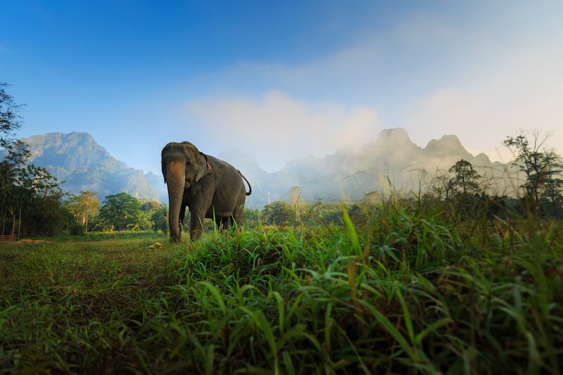 Thailand offers a family journey of adventure and balance: beginning with soft sunsets in Khao Lak, peaking in the jungle of Khao Sok, and easing into the calm shores of Krabi