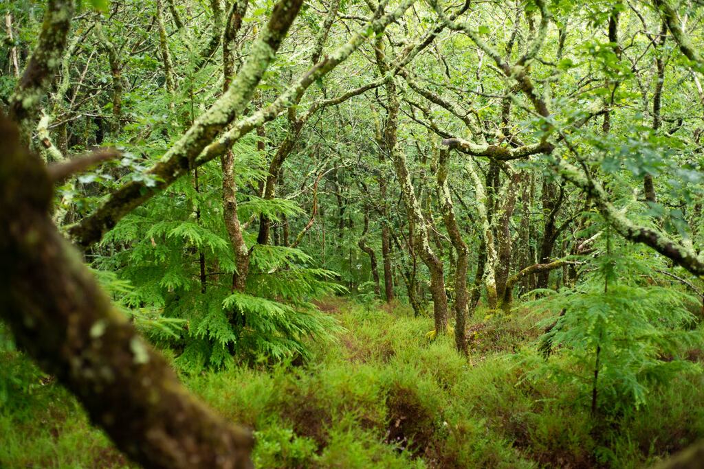 The sacrifice of a few individual trees during a storm is for the common good of the forest. Photograph: Philip Formby/WTML/PA Wire