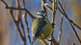 What was that strange camouflaged insect? Readers’ nature queries