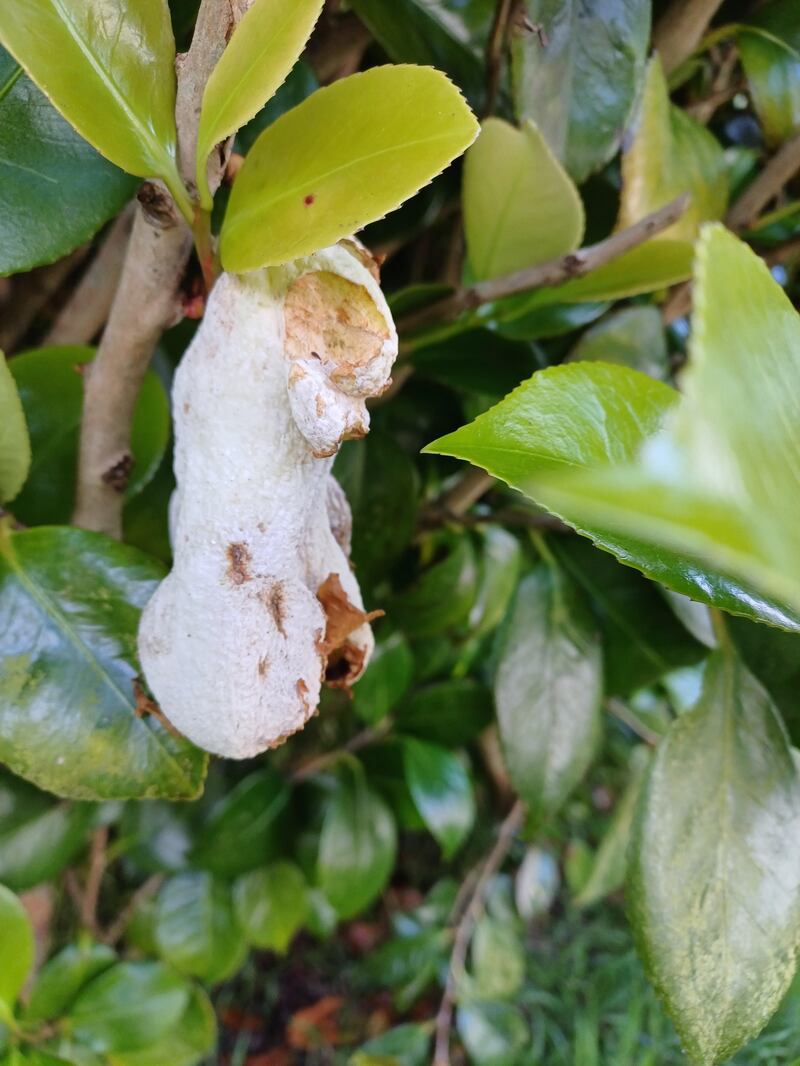 A gall of Camellia bushes. Photograph supplied by Patricia Williams
