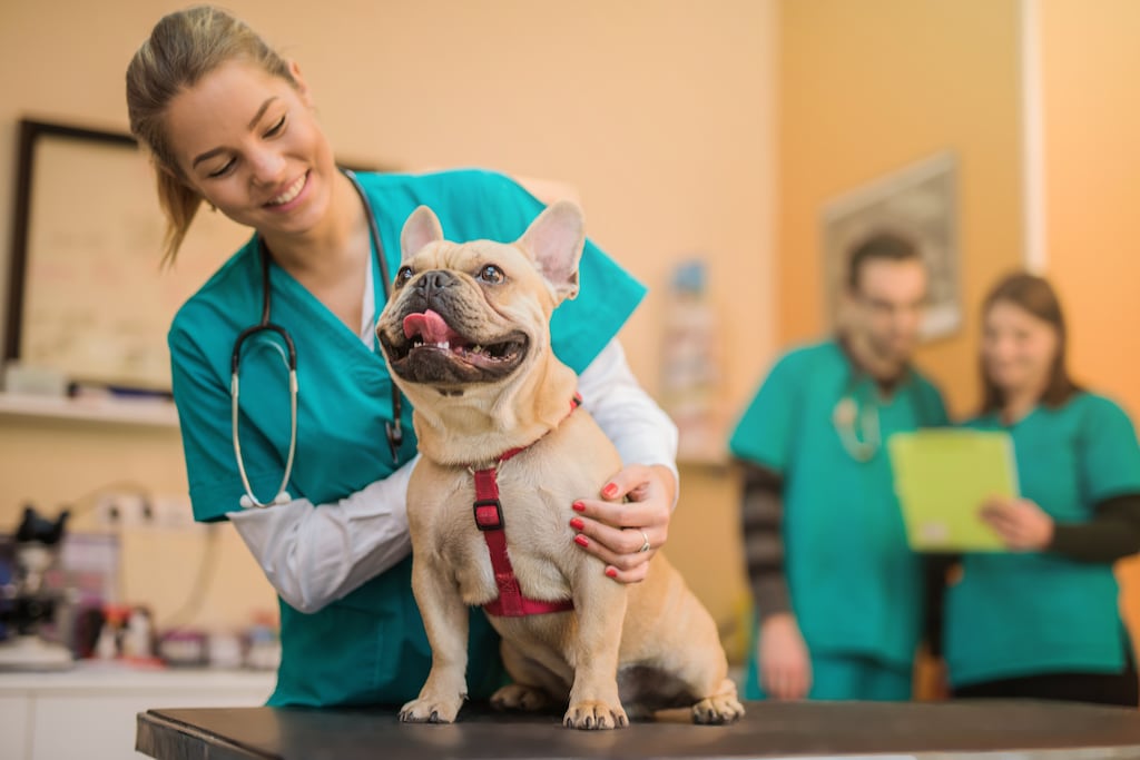 There is strong demand in Ireland for graduates of EU veterinary programmes. Photograph: iStock