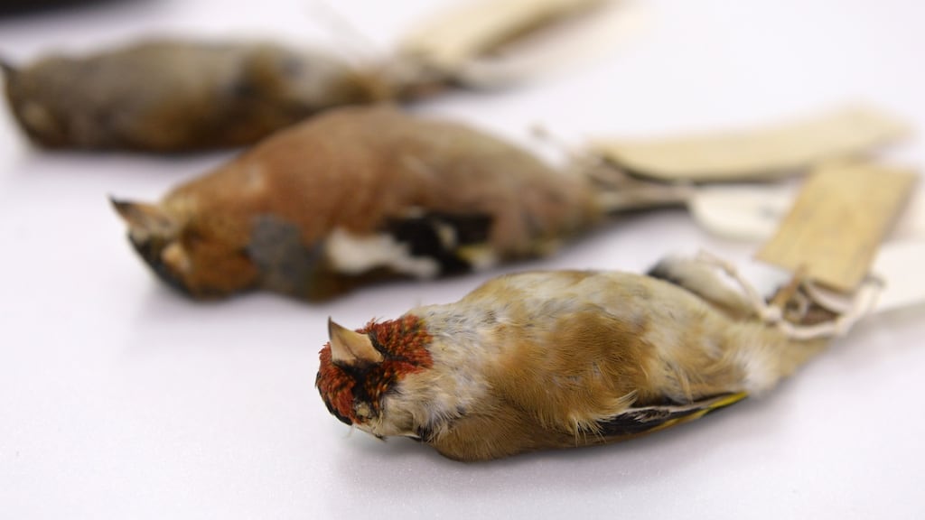 Songbirds sent to Richard Manliffe Barrington which are now housed at the Collections Resource Centre in Swords. Photograph: Dara Mac Dónaill