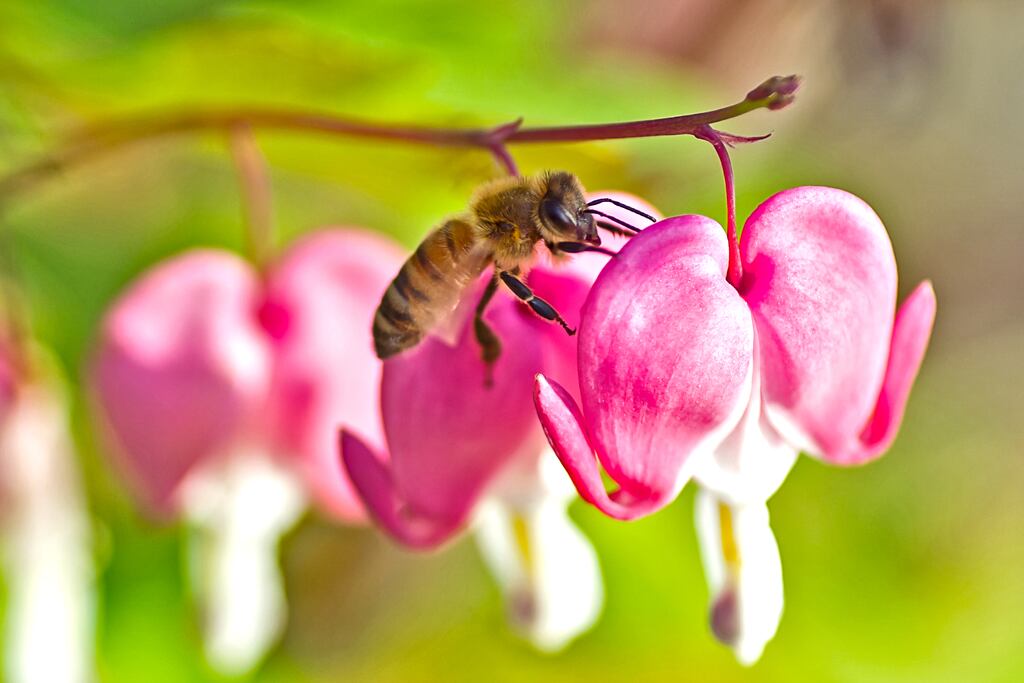 Bleeding heart is an exceptionally graceful, late spring-flowering perennial