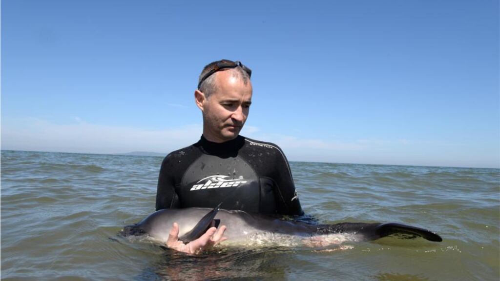 Tom Cassidy, from Raheny, Dublin, holds a new-born harbour porpoise, as members of DSPCA and Marine Mammal Rescue were on standby waiting on a boat to take the new born back out to sea, after it had been found in shallow water at Portmarknock beach, Dublin yesterday. Photograph: Dara Mac Dónaill/The Irish Times