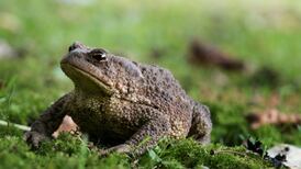 Scientists studying Dublin toad with great interest