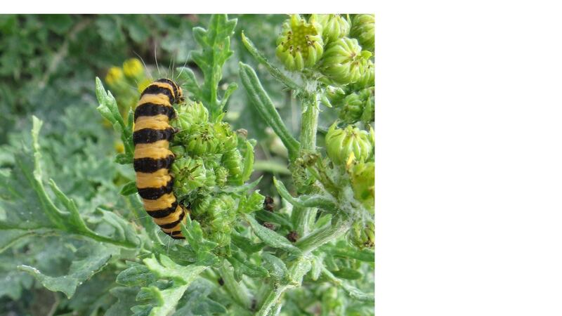 Caterpillar of the cinnabar moth