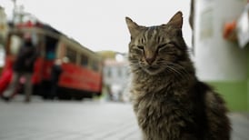 How the street cats of Istanbul landed on their feet
