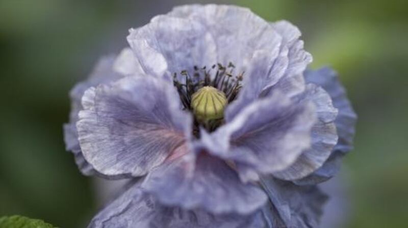 Papaver rhoeas ‘Amazing Grey’