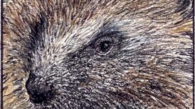 Another Life: Hedgehog study to shed light on threatened reclusive species