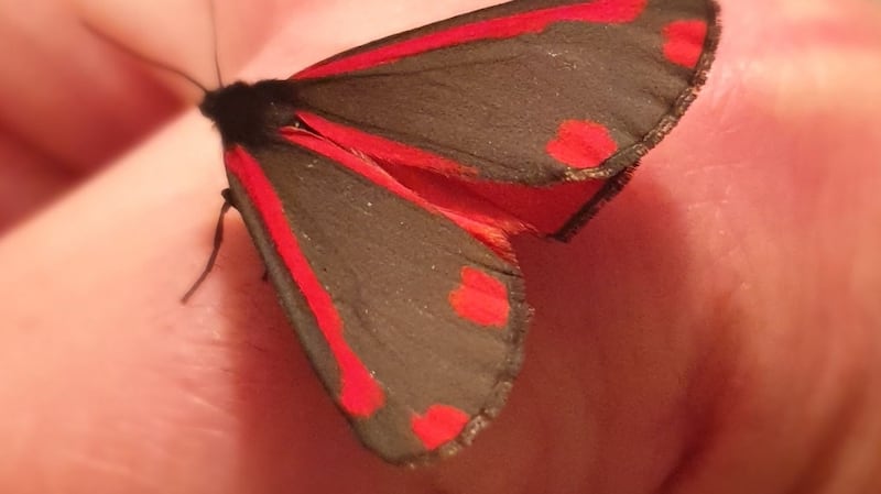 Cinnabar moth