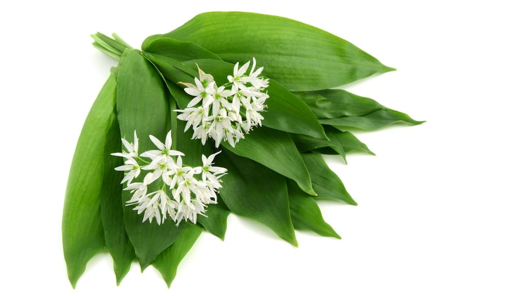 Wild garlic. Photograph: iStock