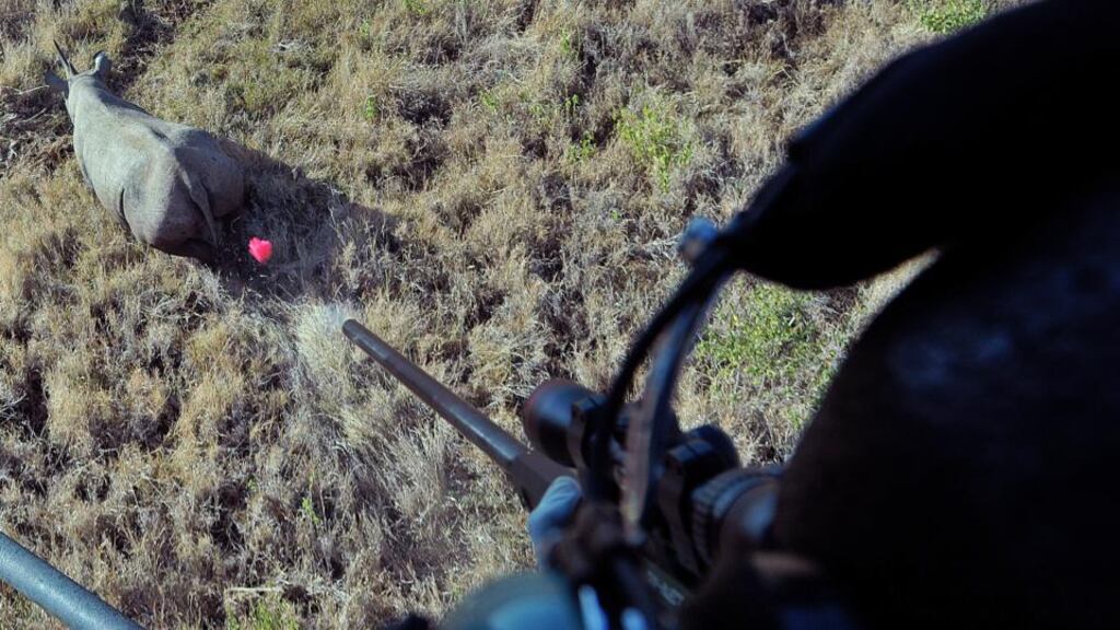 Targeting rhinos: a tranquiliser dart is fired at a wild male black rhinoceros in Kenya, as part of a conservation effort that includes cutting rhinos’ horns, to combat the trade in them. Photograph: Carl De Souza/AFP/Getty