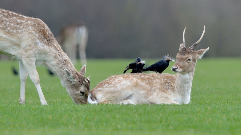 Crows help themselves to tufts of molting hair from Fallow Deer in Dublin’s Phoenix Park in recent days. Photograph: Alan Betson/ The Irish Times