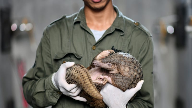 The pangolin – a scaly, nocturnal creature that curls up into a tight ball to protect itself – is the most trafficked mammal in the world. Photograph: Getty Images