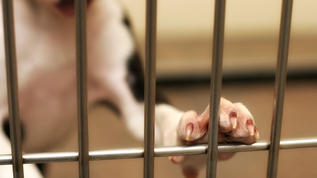 Dolethal, a lethal medicine containing pentobarbital sodium, is only allowed to be stored at a veterinary practice and to be administered intravenously by a vet. Photograph: iStock