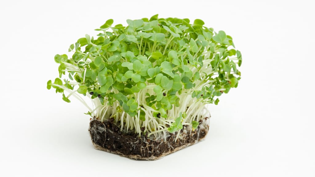In folklore watercress was said to alleviate depression and increase a person’s intelligence