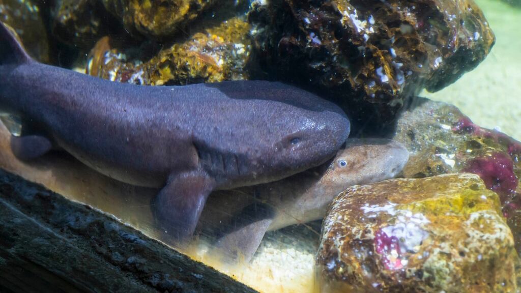 Short tail nurse sharks waiting for their pups to hatch at the National Sea Life Centre in Bray. Photograph: Patrick Browne.