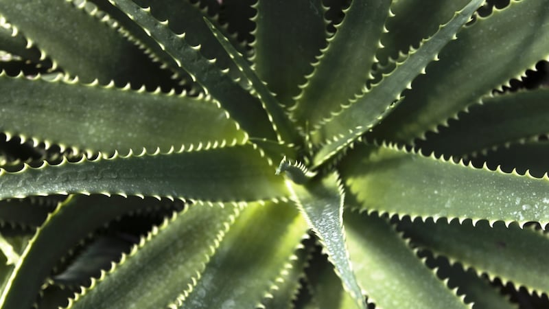 During the 1960s, a series of small uncontrolled studies reported the gel gave relief to patients with peptic ulcers and other intestinal problems.