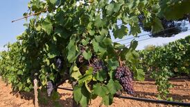 Wines from independent producers to try (while you still can)