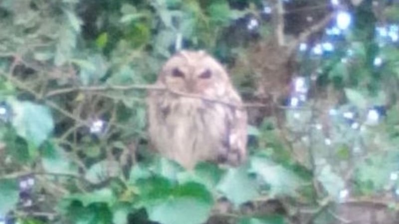 Eyes on nature: the owl that sat happily while Anne Ryan’s brother trimmed a hedge