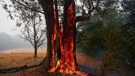No rubber soles, no nylon clothes - Irishwoman in Australian bushfires