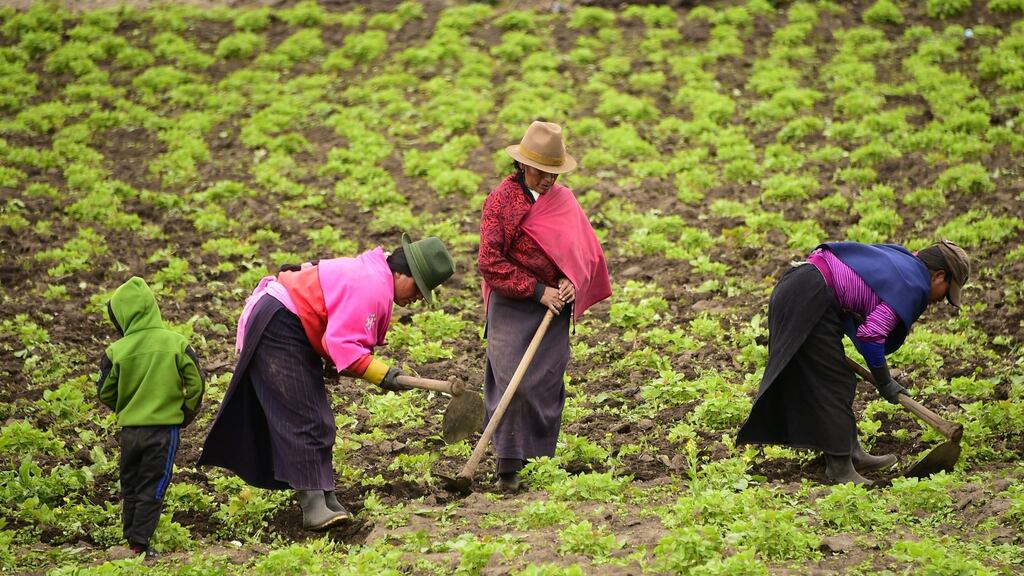 Quichua indigenous people work in a field planted with quinoa in Colta, Chimborazo province in the central Ecuadorian Andes highlands, on January 25, 2017. / AFP / RODRIGO BUENDIA (Photo credit should read RODRIGO BUENDIA/AFP/Getty Images)