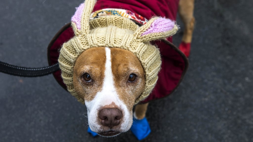 Casey, a nine-year-old female pit bull mix, dressed and ready for a walk. Photograph: Hiroko Masuike/The New York Times