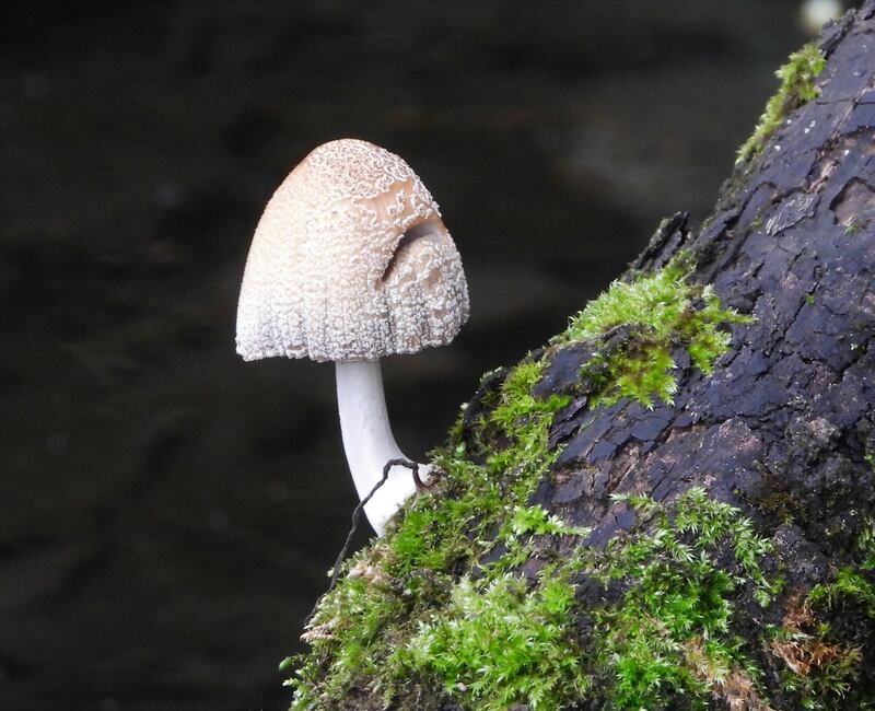 Coprinellus domesticus
