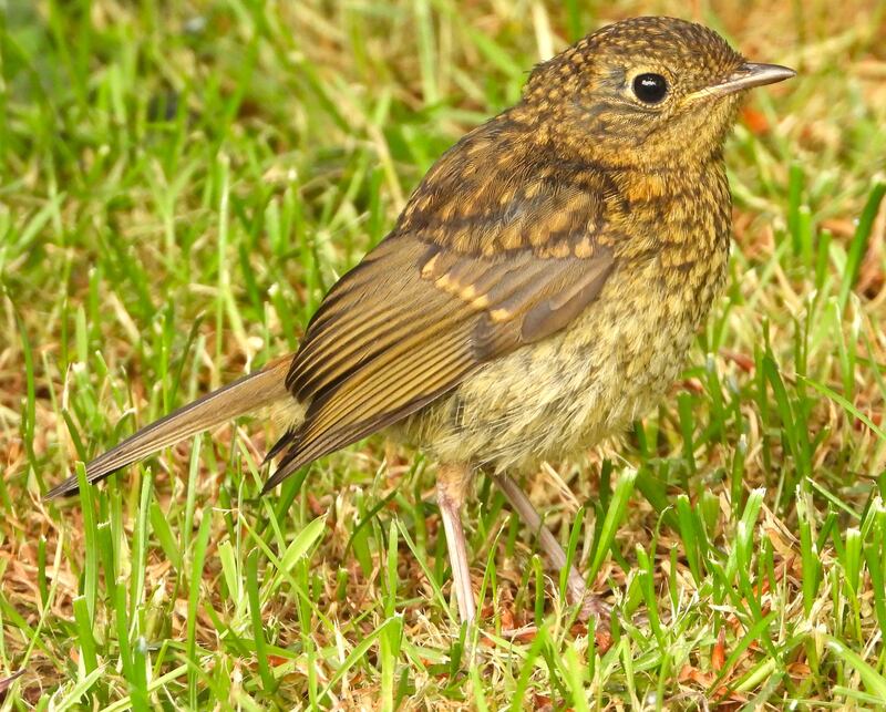 Juvenile robin. Photograph: Niall Mac Neill