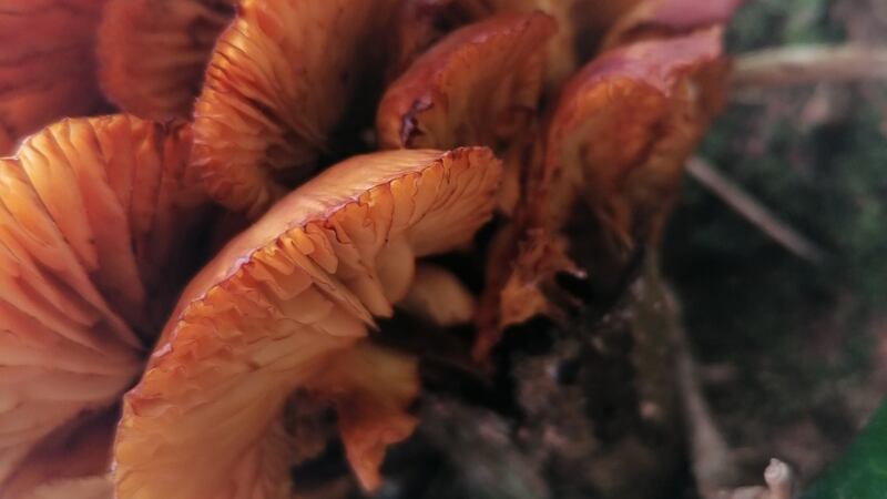 Flammulina velutipes or velvet shank, found growing in sheltered woodland.