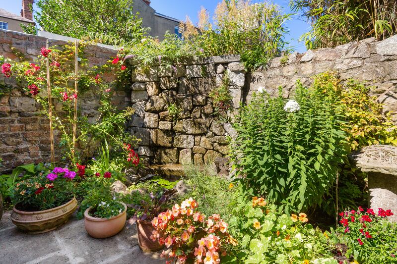 Plants in the back garden.  Photograph: Viv van der Holst